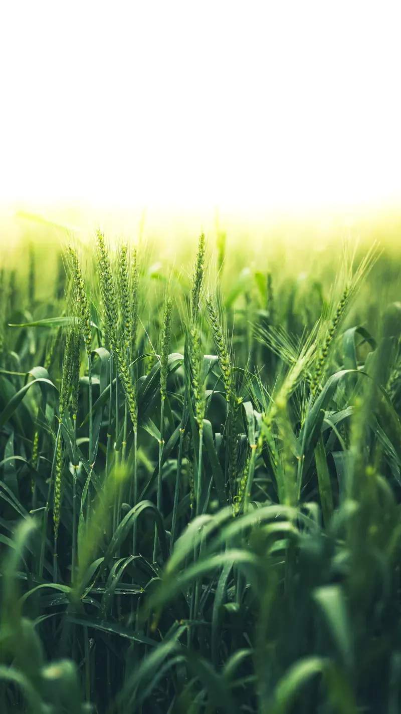 Comercialización y distribución de productos agrícolas
